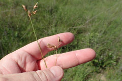 Fimbristylis puberula