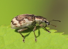 Polydrusus tereticollis