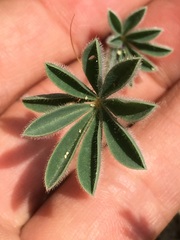 Lupinus albifrons collinus