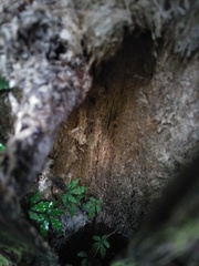 Tetrastigma obtectum