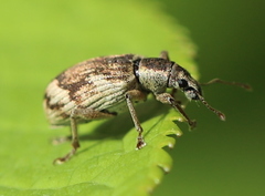 Polydrusus tereticollis