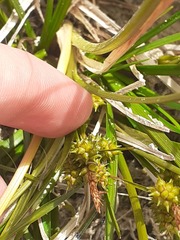 Carex hostiana, photograph (c) Anne Heckmann, some rights reserved (CC BY)