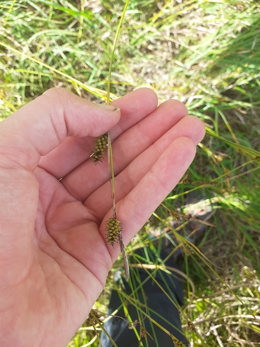 Carex hostiana