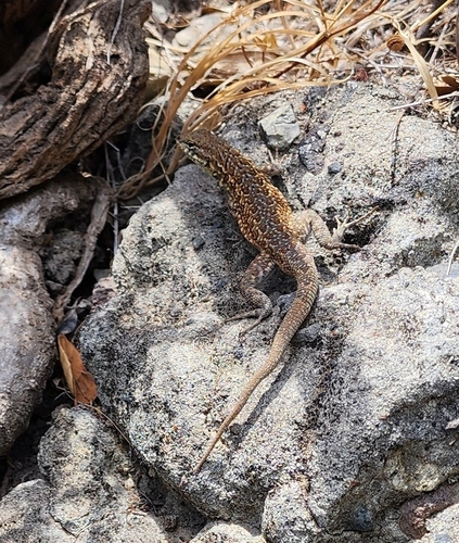 iNaturalist observation photo of Common Side-blotched Lizard