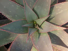 Aloe × schimperi