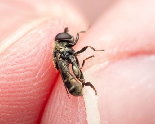 Lesser Bulb Fly photo 5