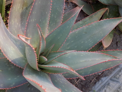 Aloe × schimperi