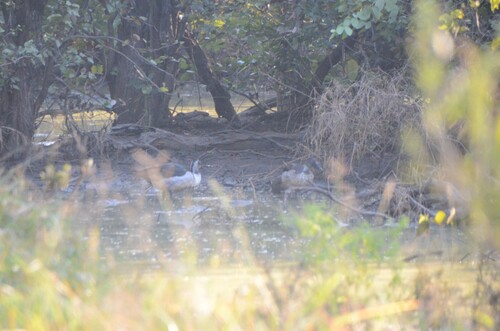 iNaturalist image