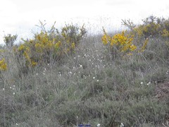 Helianthemum asperum