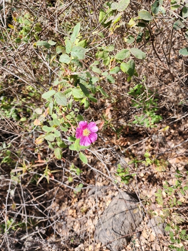 iNaturalist observation photo of California Wild Rose