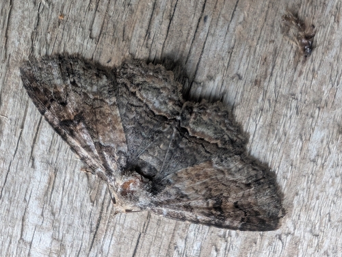 Maple Zale Moth photo 4