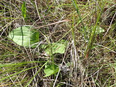 Rudbeckia texana