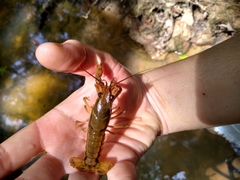 Procambarus dupratzii