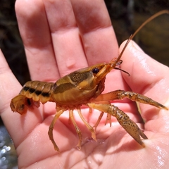 Procambarus dupratzii