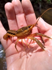 Procambarus dupratzii