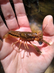 Procambarus dupratzii