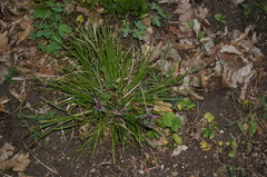 Carex leersii