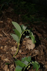 Polygonatum orientale