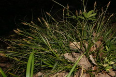 Carex depauperata
