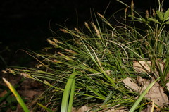 Carex depauperata