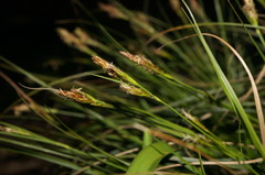 Carex depauperata