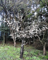 Prunus serrulata