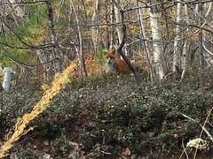 Vulpes vulpes schrencki