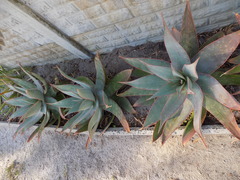 Aloe × schimperi