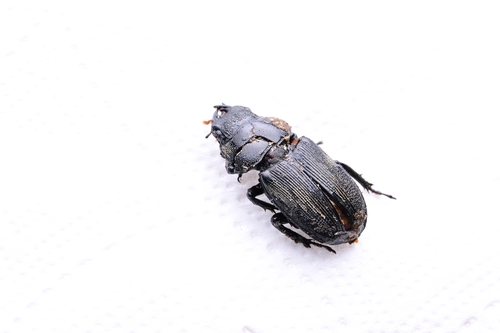 Dorcus lvbu