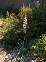 Asphodelus cerasiferus