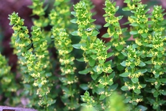 Cruciata laevipes