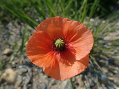 Papaver dubium
