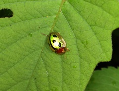 Chiridopsis bowringii