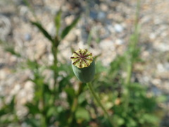 Papaver dubium