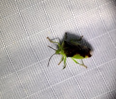 Elasmostethus nubilus