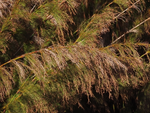 Rhodocoma capensis, photograph 3