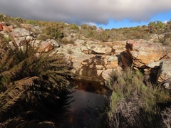 Rhodocoma capensis, photograph (c) Christiaan Viljoen, some rights reserved (CC BY)