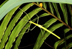 Huananphasma amicum