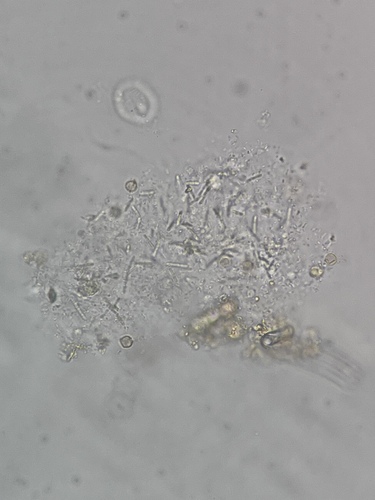 Phormidium observed 2026-07-20