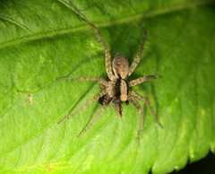 Pardosa laura