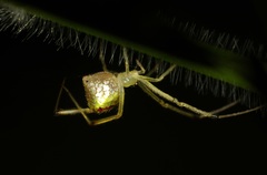 Thwaitesia margaritifera