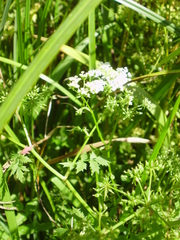 Pimpinella