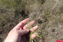 Eleocharis microcarpa