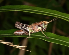 Traulia orientalis