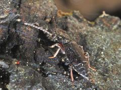 Lesteva longoelytrata