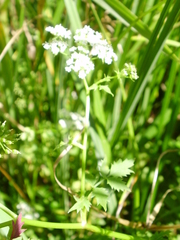 Pimpinella