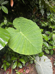 Leucocasia gigantea, photograph author not stated, no rights reserved