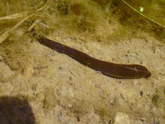 Haemopidae