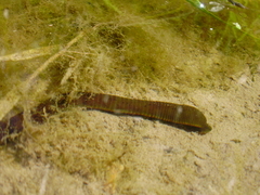 Haemopidae