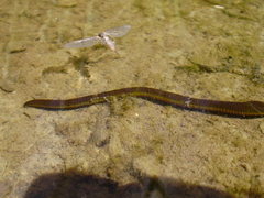 Haemopidae